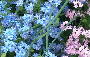 3_4_4_16_6_10_19_31_priroda.PNG